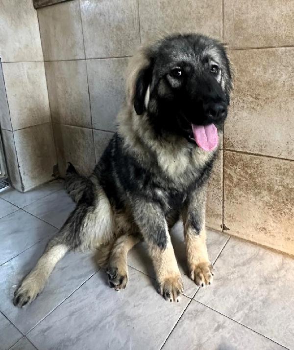 VIENNA CUCCIOLA PASTORE DEL CAUCASO Foto 4